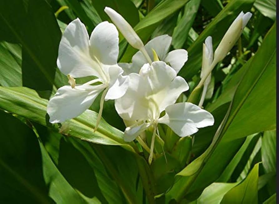 GINGERR様 Amazon.com : Fragant - Butterfly Bush - White Ginger Flower